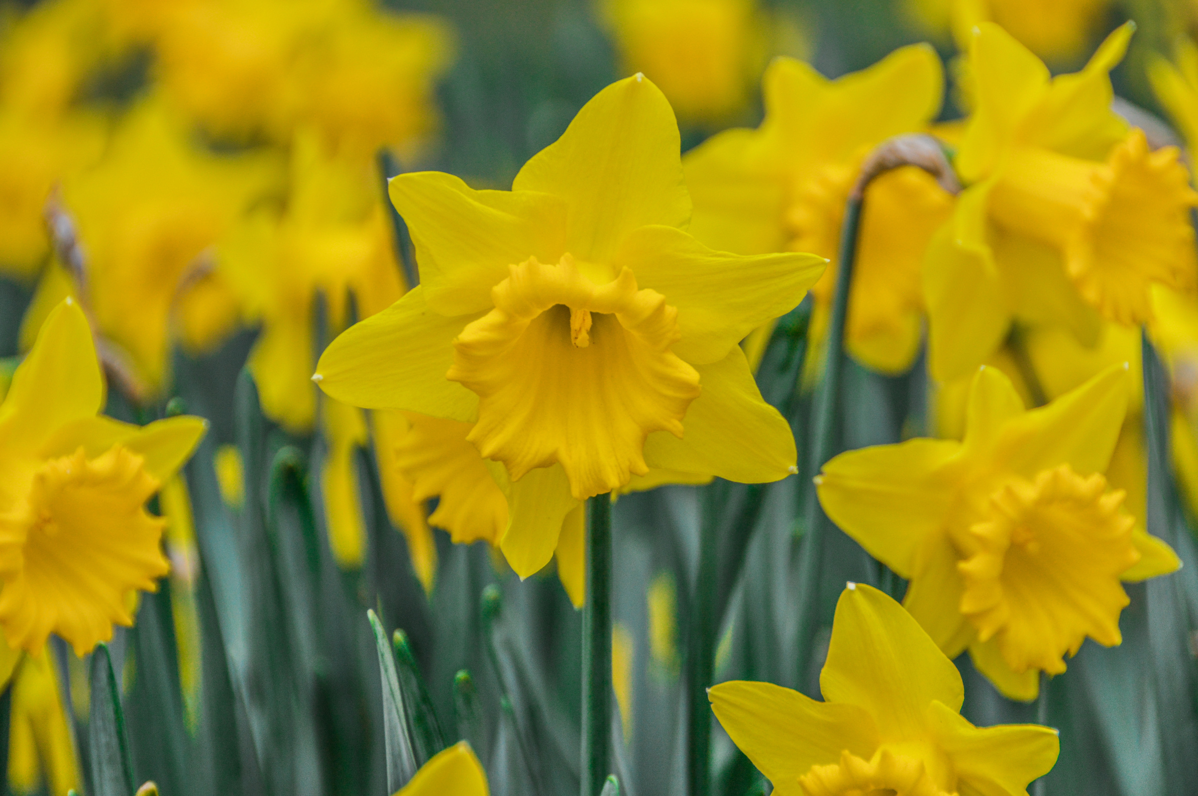 Yellow Daffodil flowers in the springtime