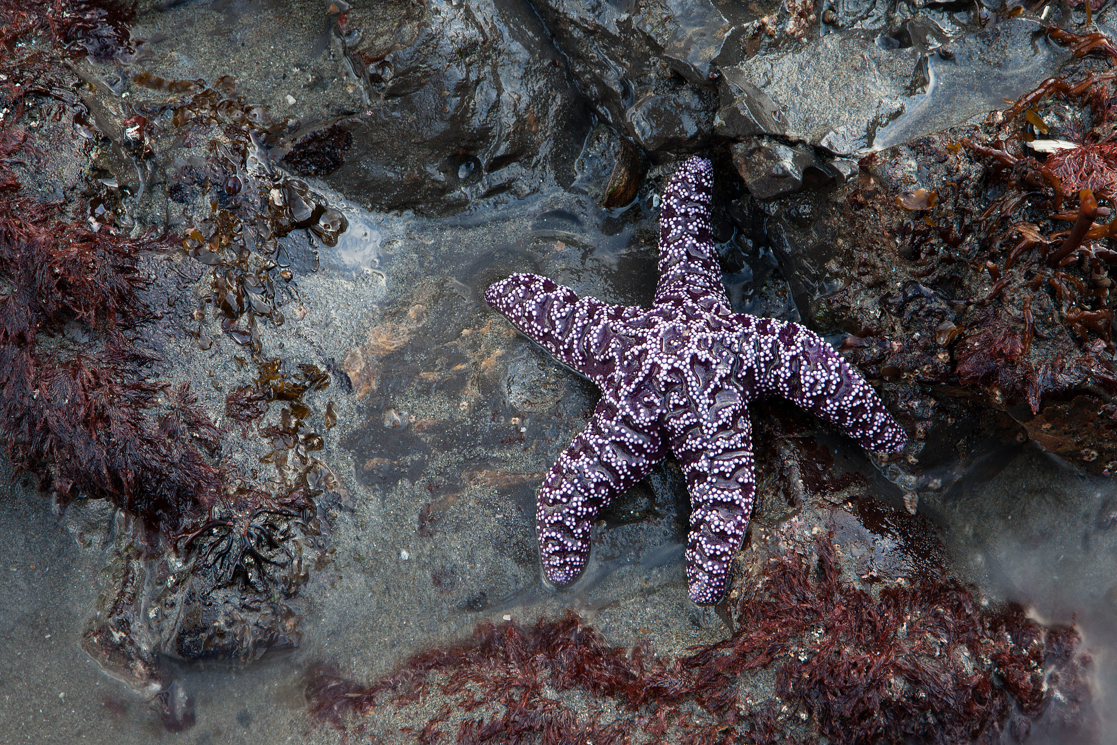 Purple Starfish