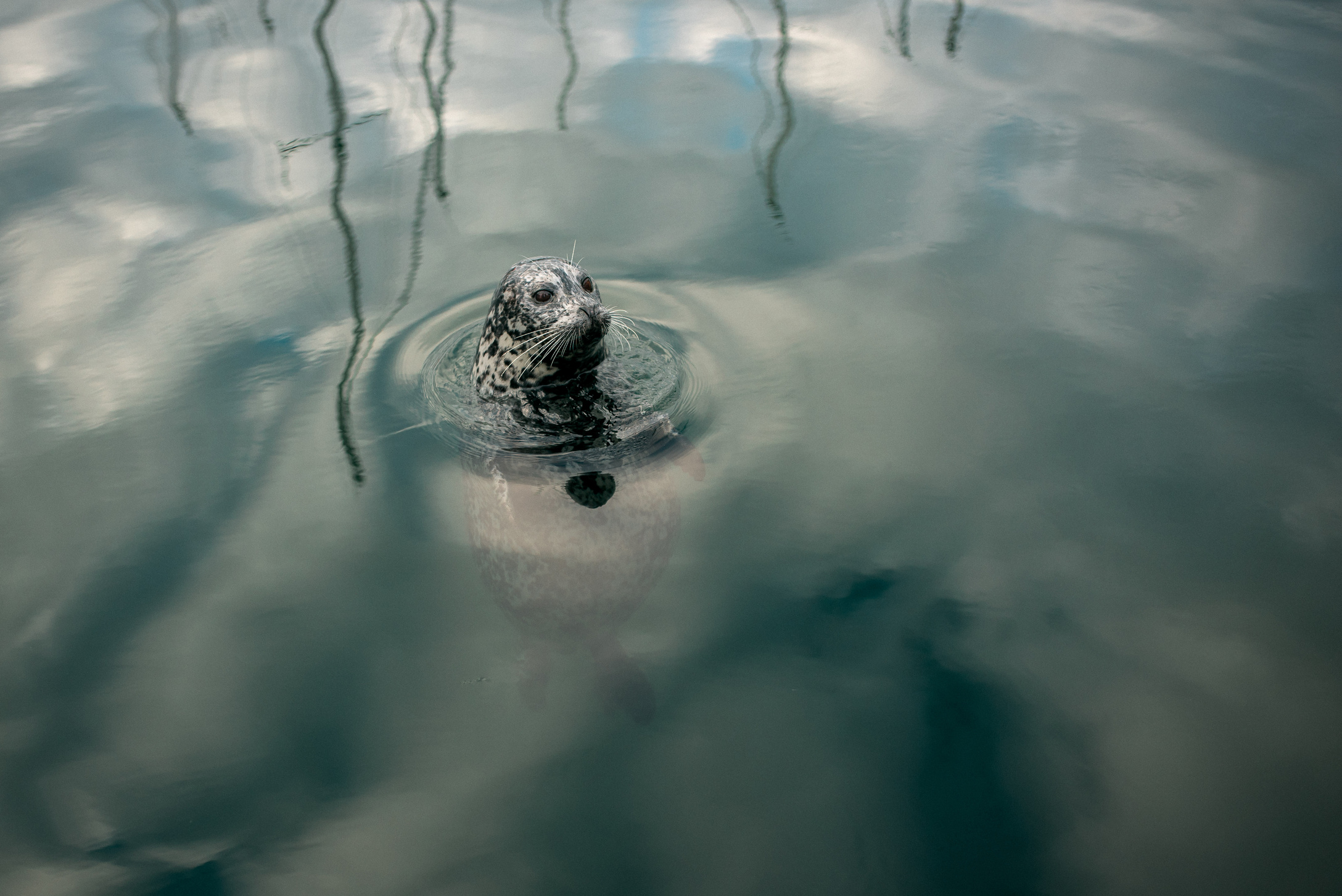 Seal at Inner Harbour